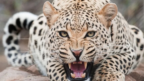 Five year old innocent boy came grandmother house mother Rakshabandhan Guldar took away bouquet