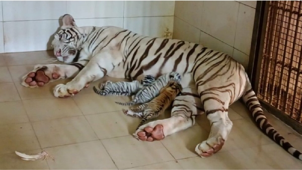 Gwalior Zoo News Gwalior Zoo News