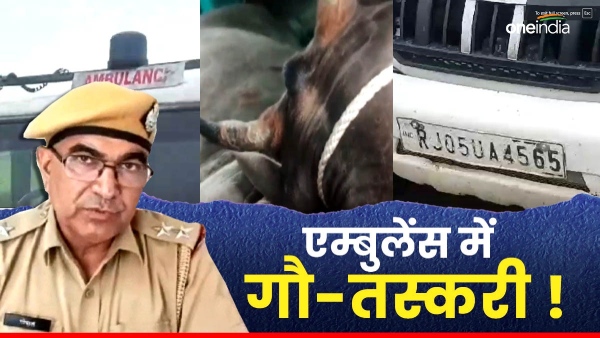 cow-smugglers-in-rajasthan-started-smuggling-in-ambulances-exposed-in-dausa