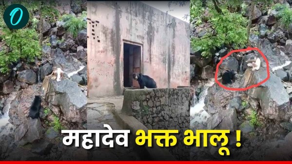 video-of-a-shiva-devotee-bear-in-sawai-madhopur-ranthambore-sanctuary-of-rajasthan-goes-viral video-of-a-shiva-devotee-bear-in-sawai-madhopur-ranthambore-sanctuary-of-rajasthan-goes-viral