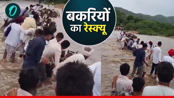 goats-trapped-in-strong-currents-in-rajasthan-rescued-using-indigenous-jugaad-video-goes-viral goats-trapped-in-strong-currents-in-rajasthan-rescued-using-indigenous-jugaad-video-goes-viral