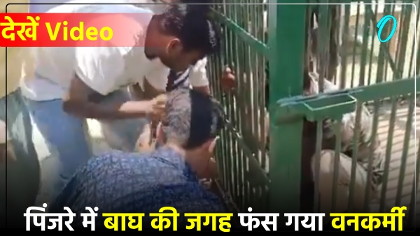 forest-worker-trapped-in-cage-instead-of-tiger-in-lakhimpur-kheri-watch-viral-video forest-worker-trapped-in-cage-instead-of-tiger-in-lakhimpur-kheri-watch-viral-video