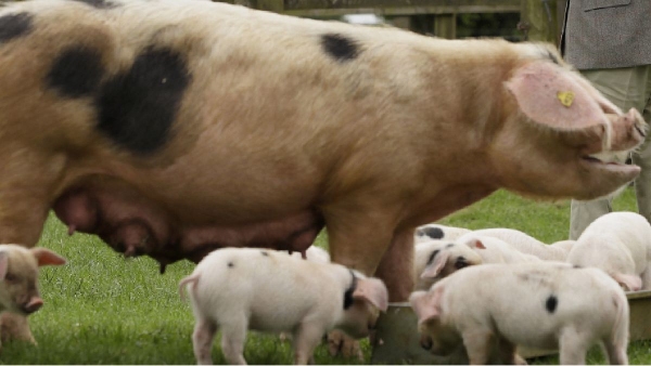 pig farmers suffer loss pig farmers suffer loss