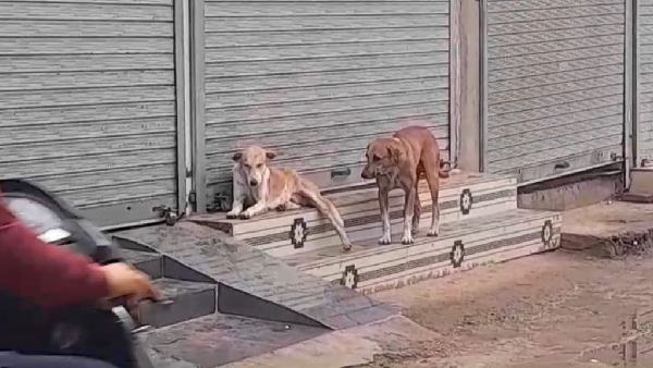 Satna Nagar Nigam Dogs Sterilization Satna Nagar Nigam Dogs Sterilization