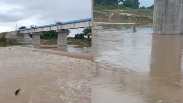Cows beaten and pushed into a raging river in Satna animal cruelty video will disturb you