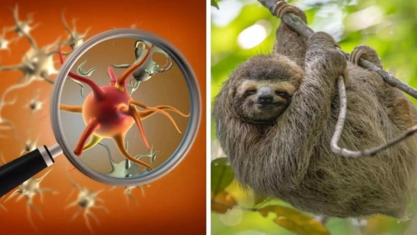 Sloth Fever