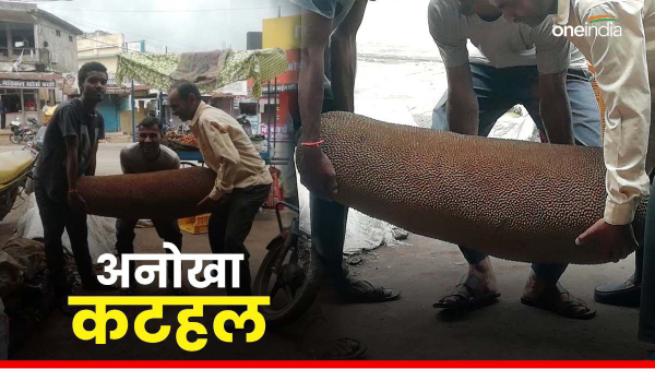 The best jackfruit harvesting news