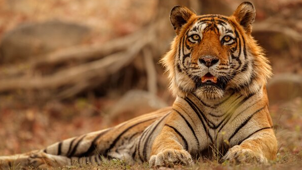 Royal Bengal tigers
