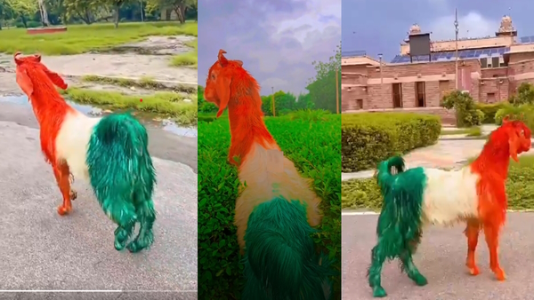 Independence Day 2024 Bakra Video