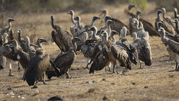 vultures will cause of big tragedy