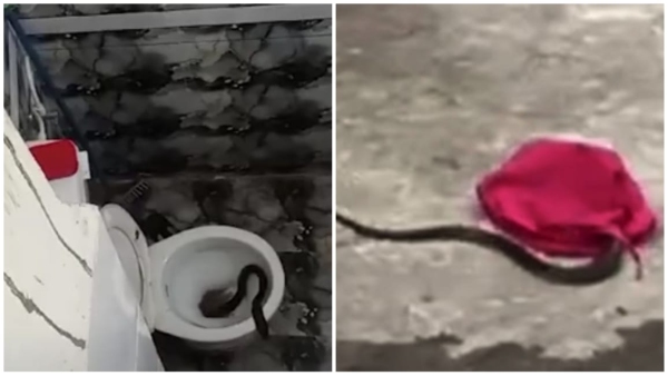 Three cobra snakes came out from the washroom of the house in Indore created panic in the family Three cobra snakes came out from the washroom of the house in Indore created panic in the family