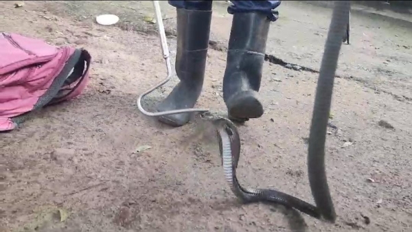 cobra snake came out of child s school bag in Betul video of rescue surfaced