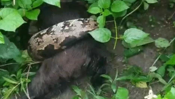12 feet python swallows goat in the ocean forest department rescues it