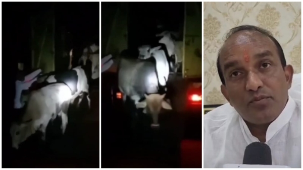 Cow found in Bhopal Municipal Corporation truck role of employees suspected investigation underway