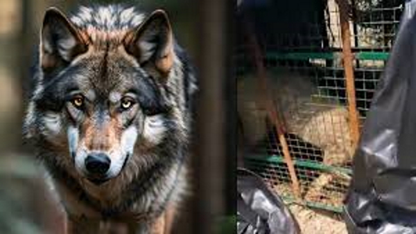 wolf