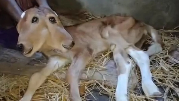 2 headed calf