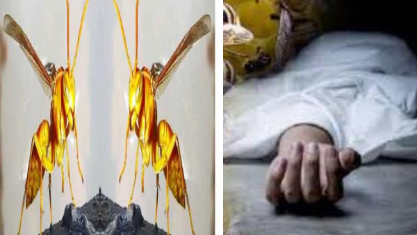 Tragic accident Tehri Uttarakhand wasp attack took life of father and son who going towards forest