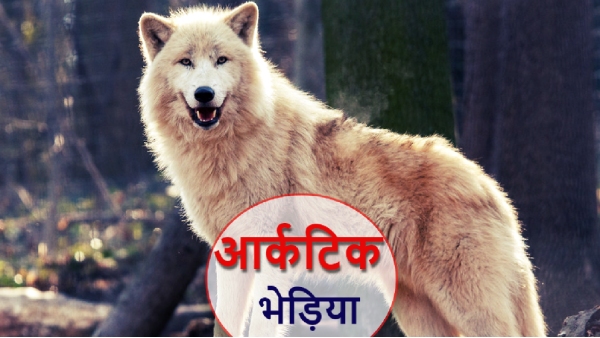 Wolf Terror Wolf Terror