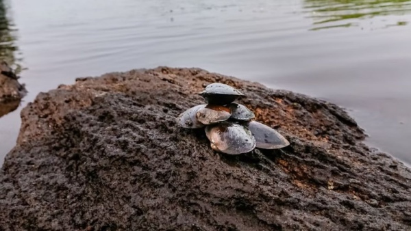 asian green mussel