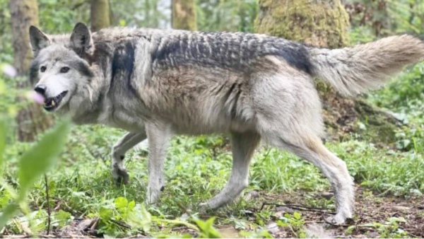 Bahraich wolf Khandwa jackal video goes viral Bahraich wolf Khandwa jackal video goes viral