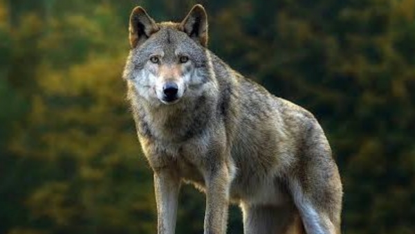 bahraich bhediya attack