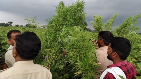 Cannabis cultivation in cotton field Khandwa