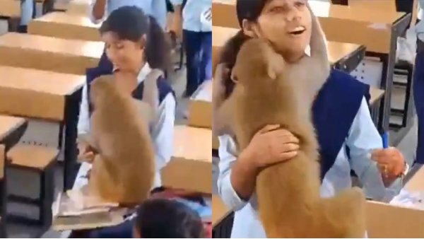 Chhatarpur News Monkey video viral
