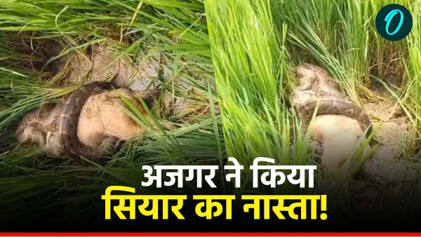 damoh news python jackal video
