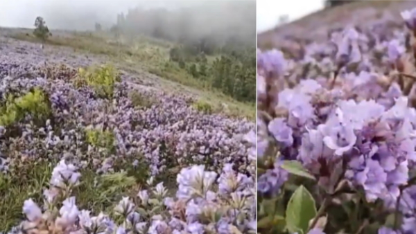 Neelakurinji flowers Video