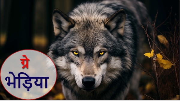 Wolf Terror Wolf Terror