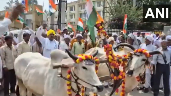 Haryana Election Azad Palwa with plow and bull