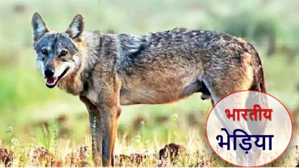 Indian Wolf Indian Wolf