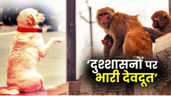 monkey saved minor girl monkey saved minor girl