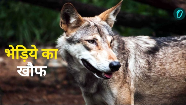 MP Khandwa Wolf Attack
