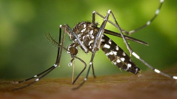 NDMC Dengue report