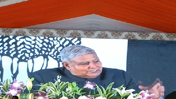 vice president