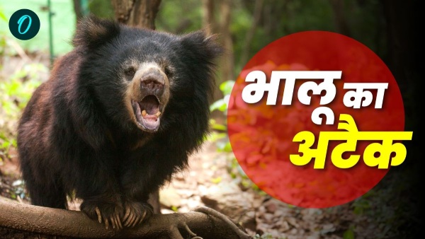 bear-attacks-are-increasing-in-tiger-city-sawaimadhopur-a-bear-attacked-a-saint
