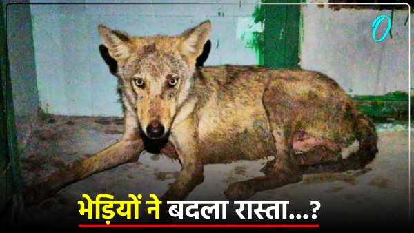 bahraich-news-man-eating-wolves-are-constantly-changing-their-path bahraich-news-man-eating-wolves-are-constantly-changing-their-path