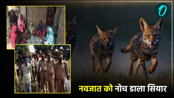 jackal-attack-in-sultanpur-wolf-uttar-pradesh-mother-and-child-wild-animal