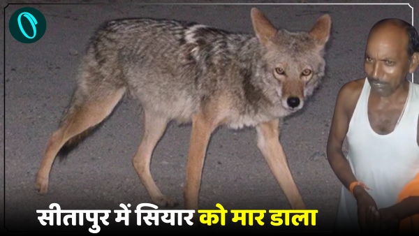 Villager beats jackal in sitapur Villager beats jackal in sitapur