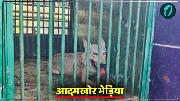 wolf caught in Bahraich Uttar Pradesh