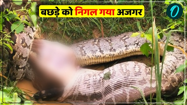 Python swallowed a cow calf alive in Agra video