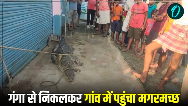 Crocodile came out of Ganga