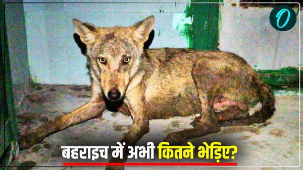 wolves seen roaming in Bahraich