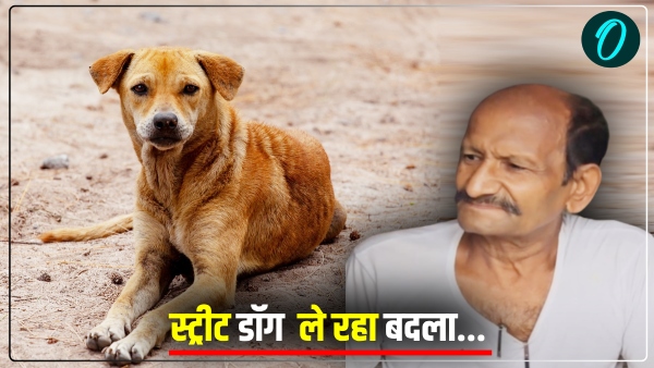 Street dog Ambedkar Nagar