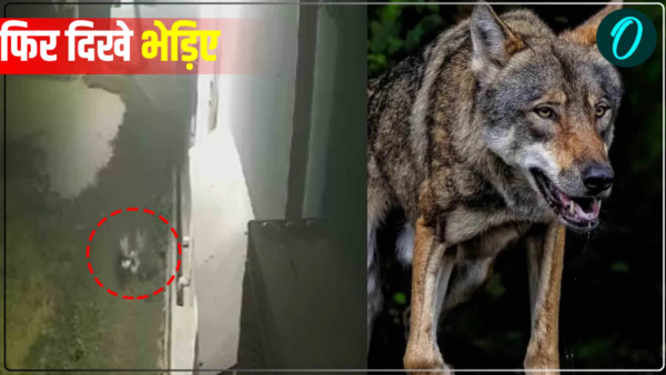 Wolf CCTV footage viral on social media