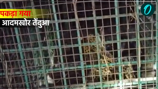leopard caught in a cage in Bahraich