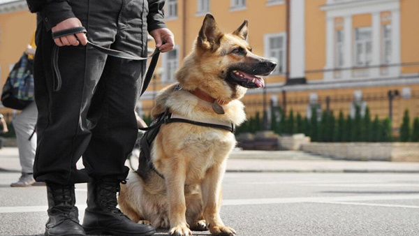 Poland honours military dogs