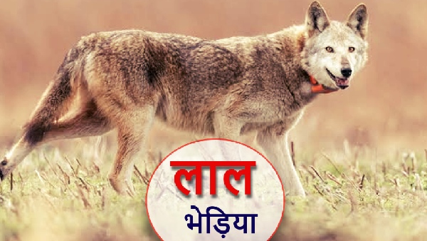 Wolf Terror Wolf Terror