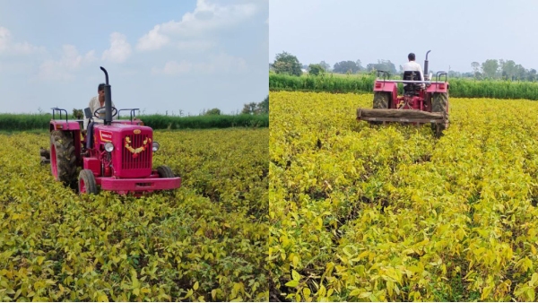 Sehore farmer drives tractor on soybean crop